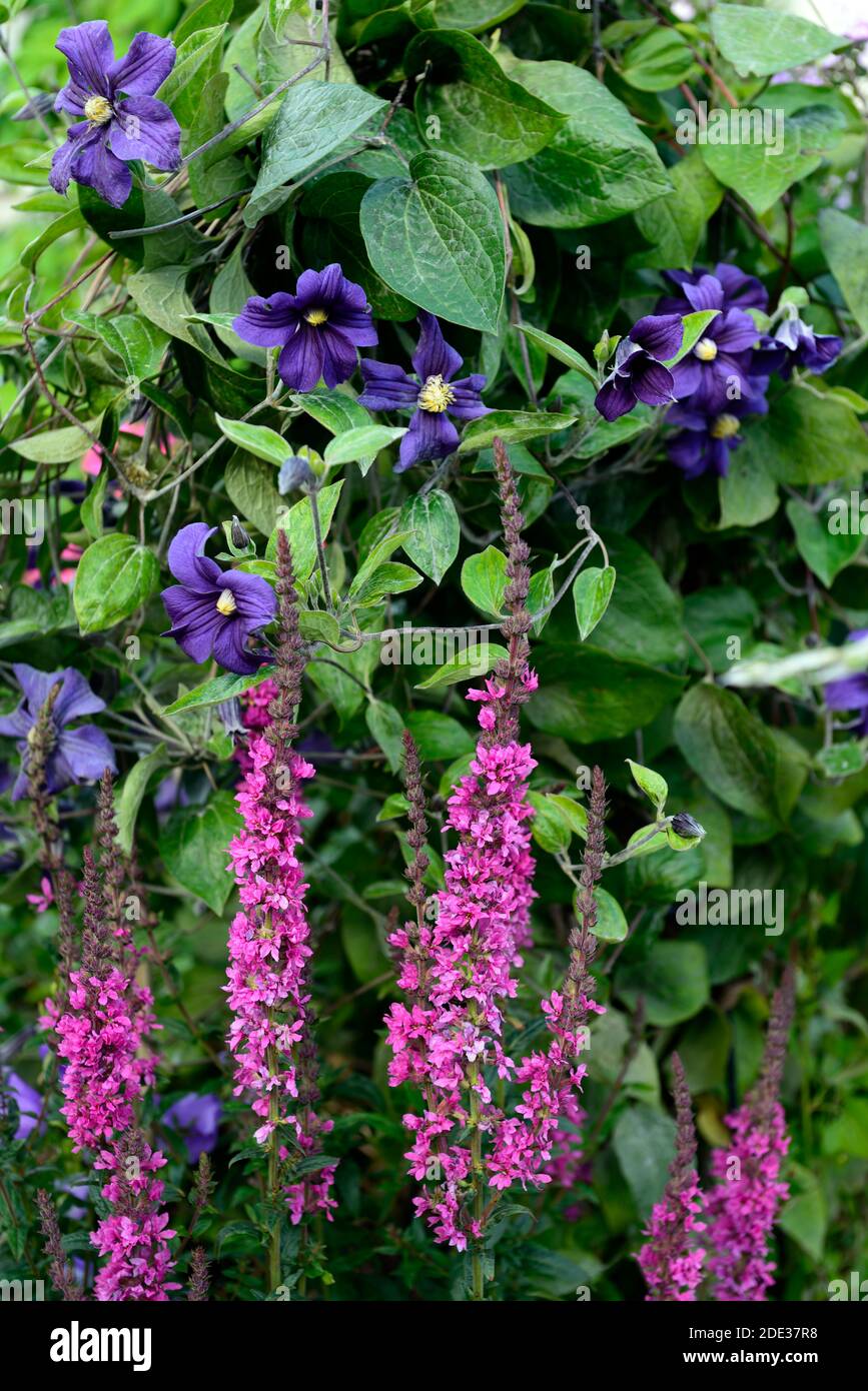 Lythrum salicaria,purple loosestrife,clematis durandii,azul púrpura flores rosadas,púrpura espiga de flor,flor rosa aguja,espinas rosadas,agujas rosadas,flor,f Foto de stock