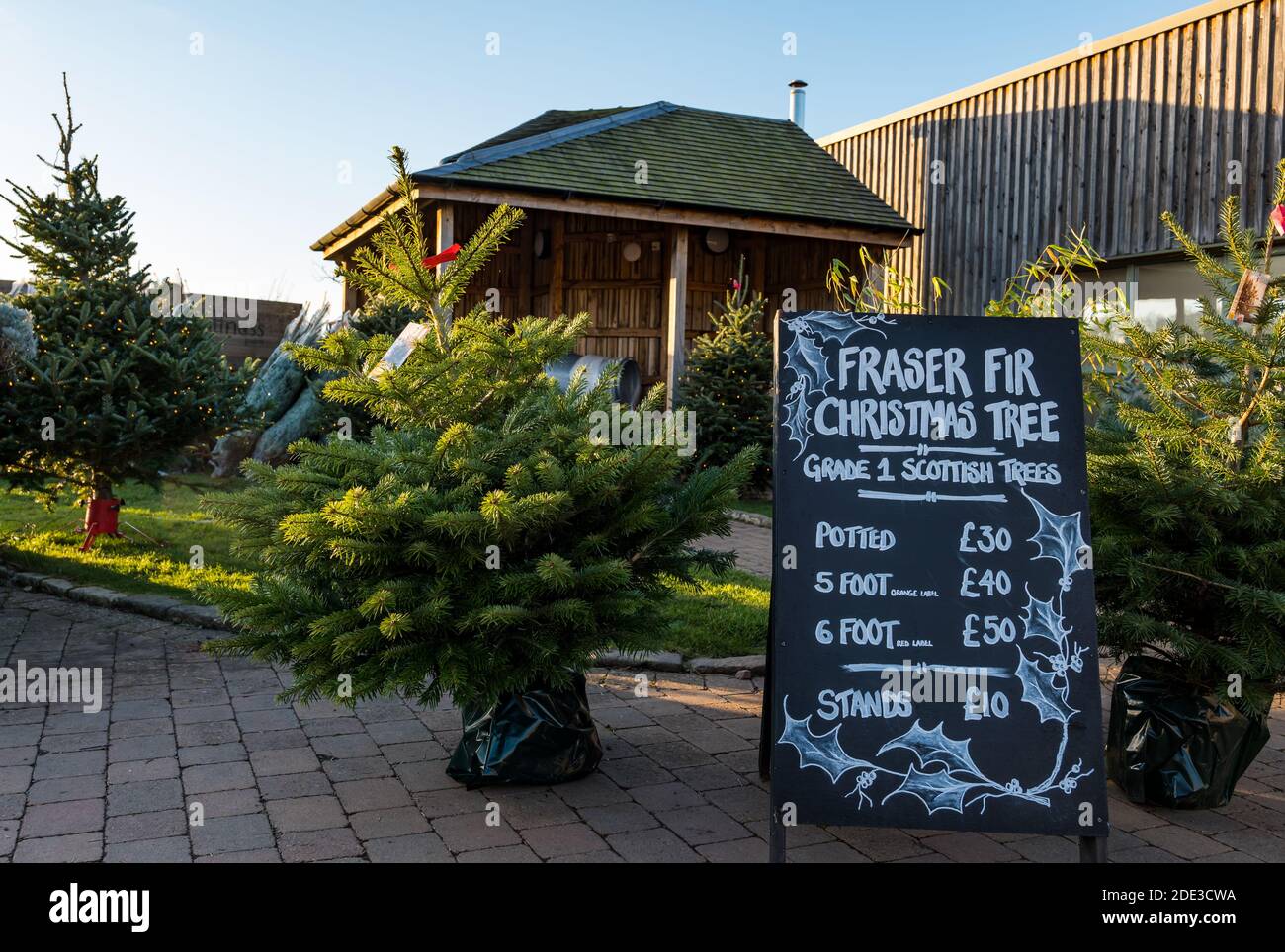 East Lothian, Escocia, Reino Unido, 28 de noviembre de 2020. Adornos de Navidad: Abetos de Navidad en venta en el Jardín amurallado de Archerfield con una lista de precios de pizarra Foto de stock