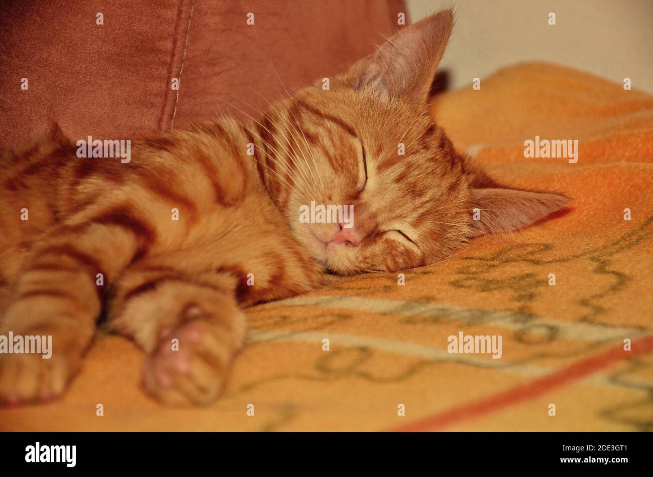dulce gato dormido en la cama, amante de los animales Foto de stock
