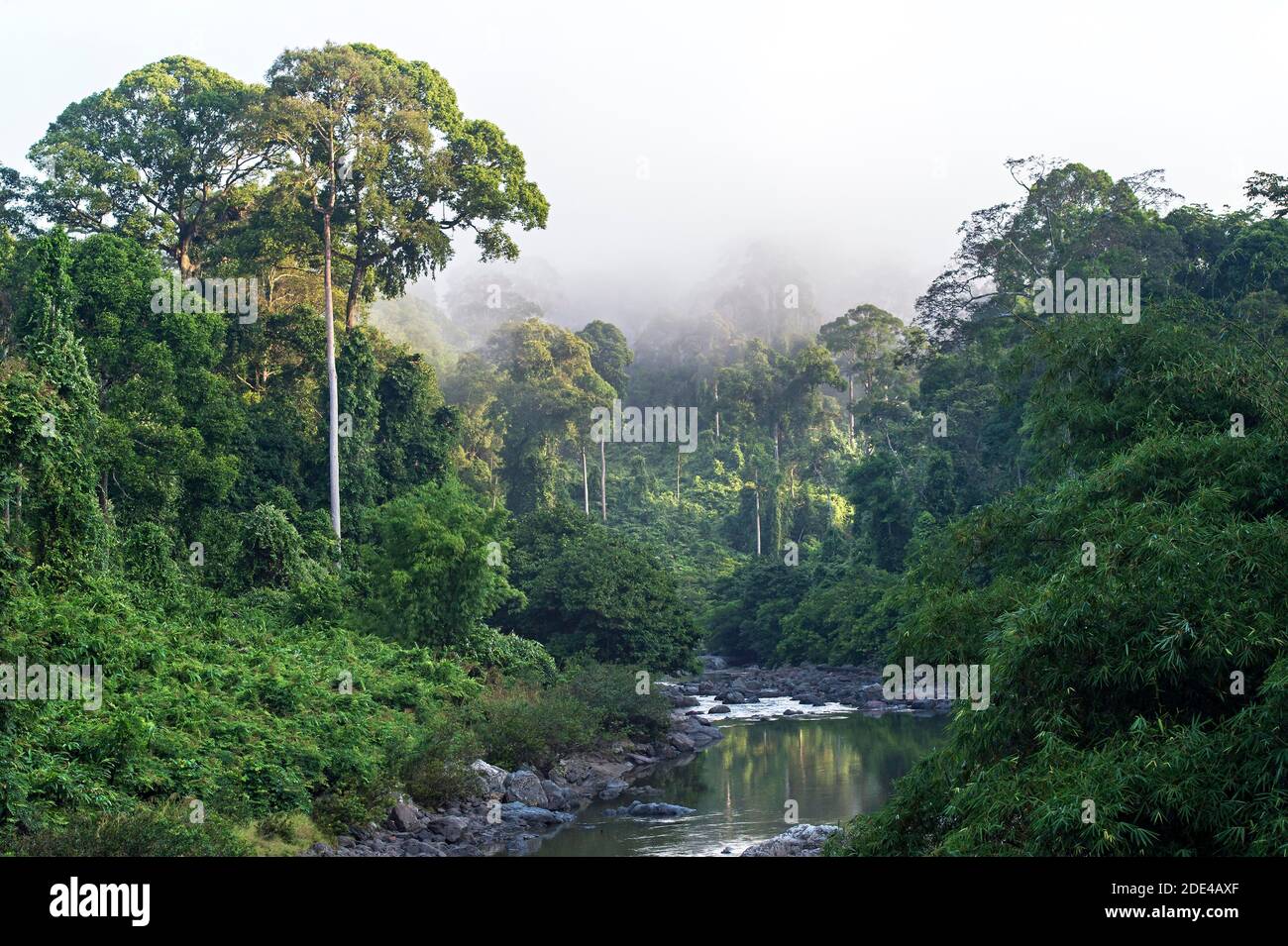 Bosque pluvial de tierras bajas a lo largo del río Danum, Área de Conservación del Valle Danum, Área de Conservación del Valle Danum, Sabah, Borneo, Malasia Foto de stock
