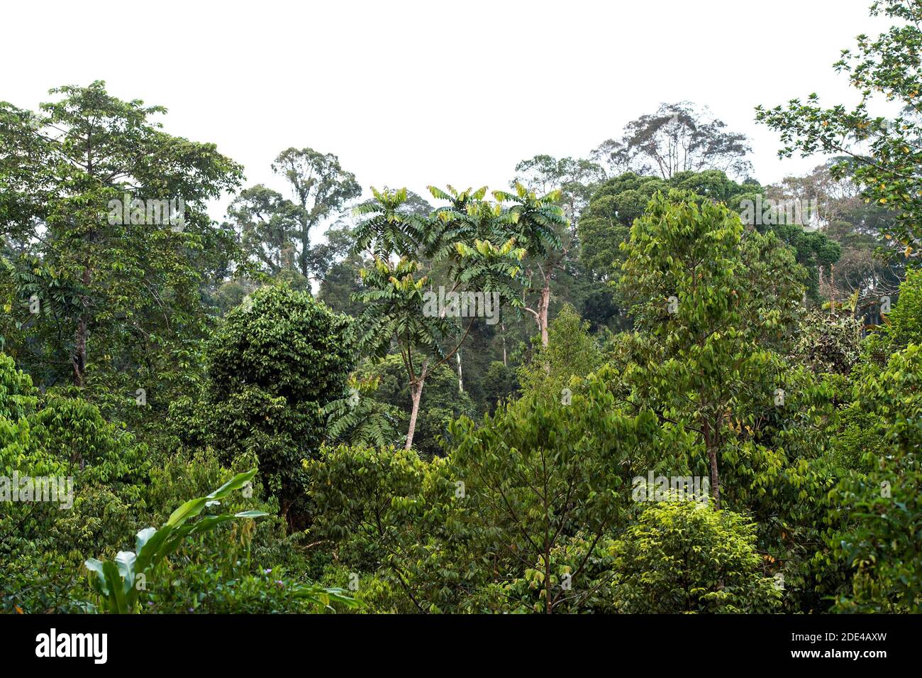Bosque tropical de tierras bajas, Área de Conservación del Valle de Danum, Área de Conservación del Valle de Danum, Sabah, Borneo, Malasia Foto de stock