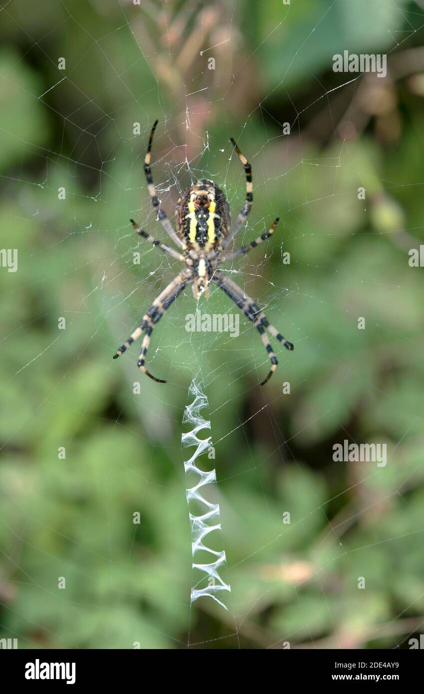 Web de la araña avispa (Argiope bruennichi) con estabilizimentum zigzag vertical de seda araña, familia de arañas de ruedas verdaderas, Valais, Suiza Foto de stock
