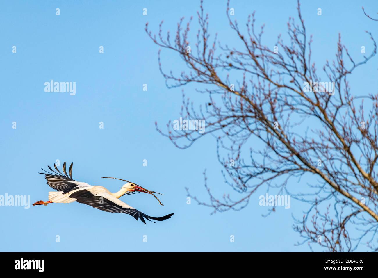 Cerdo Blanco, volando con material de anidación, Ciconia ciconia, Luetzelsee, Cantón de Zurich, Suiza Foto de stock