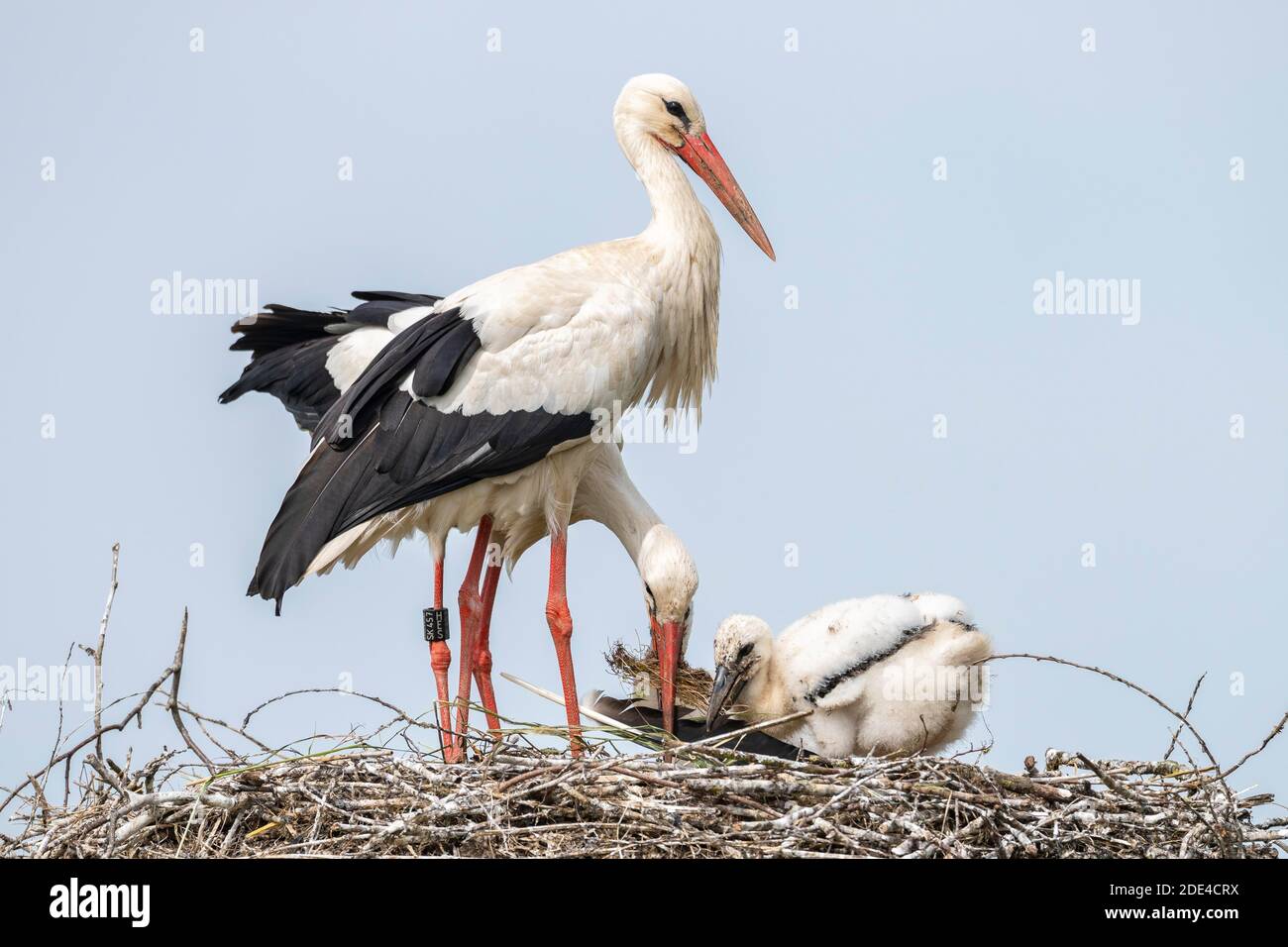 Cigüeña blanca en nido, adultos con jóvenes, Ciconia ciconia, Luetzelsee, Cantón de Zurich, Suiza Foto de stock