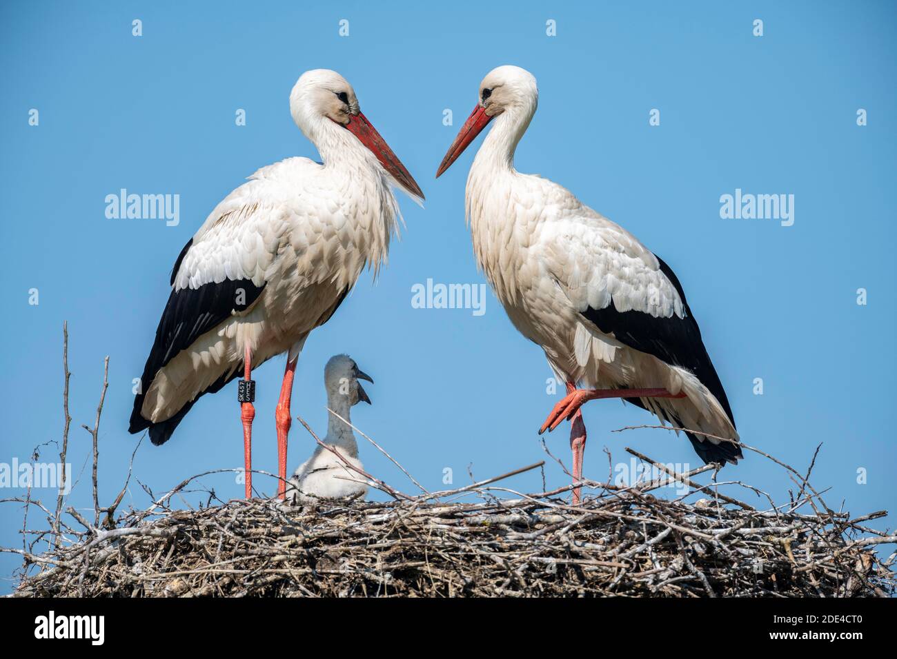 Cigüeña blanca en nido, pareja con jóvenes, Ciconia ciconia, Lago Lucerna, Cantón de Zurich, Suiza Foto de stock