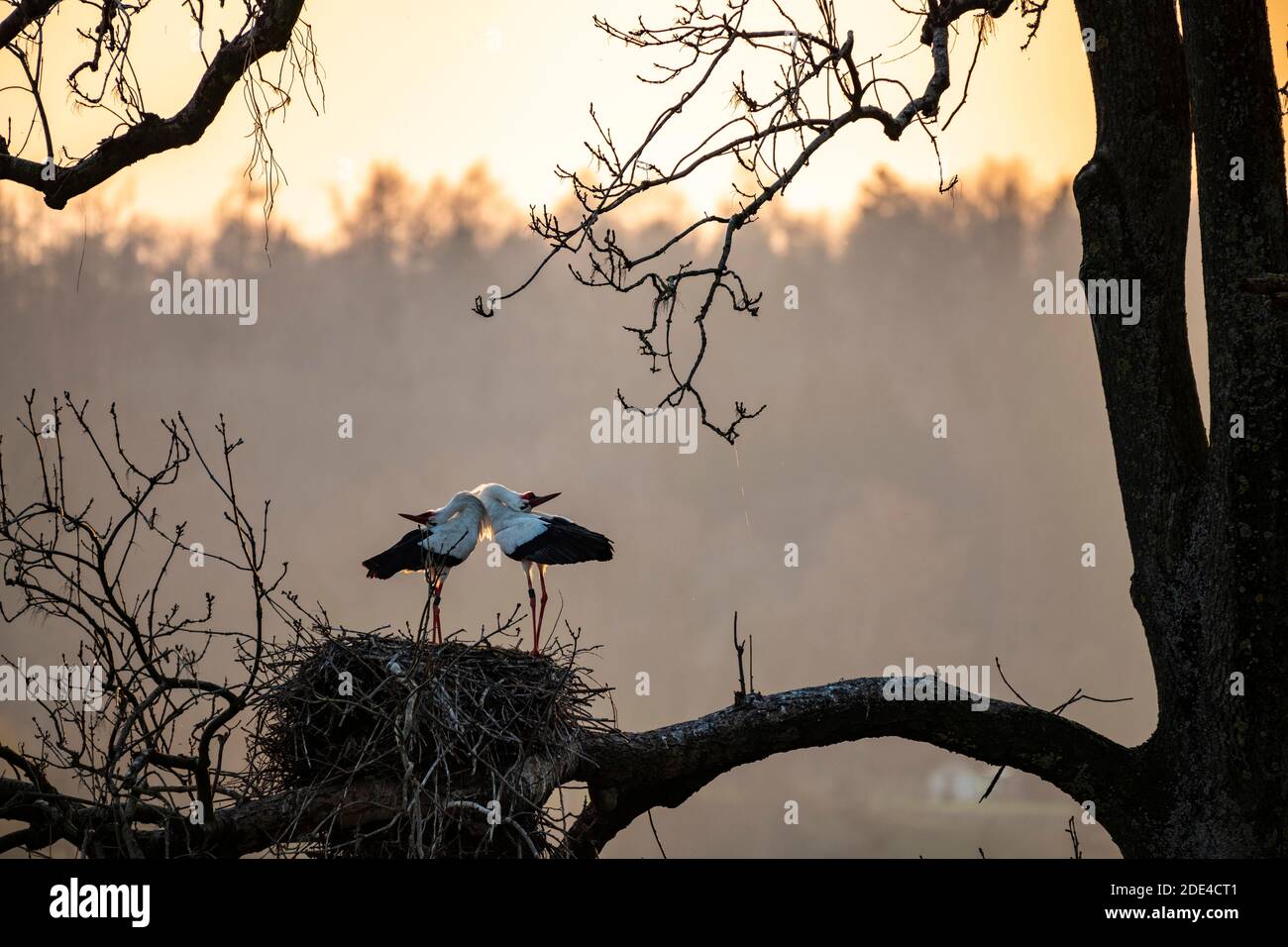 Cerdo blanco, pareja en el ritual de apareamiento en el nido, humor de noche, Ciconia ciconia, Luetzelsee, Cantón de Zurich, Suiza Foto de stock