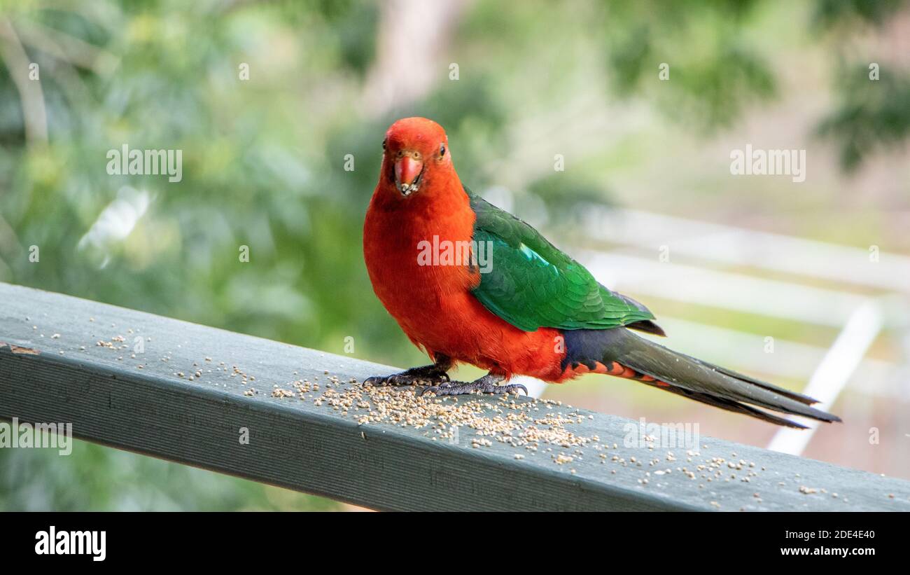 Aves australianas Foto de stock