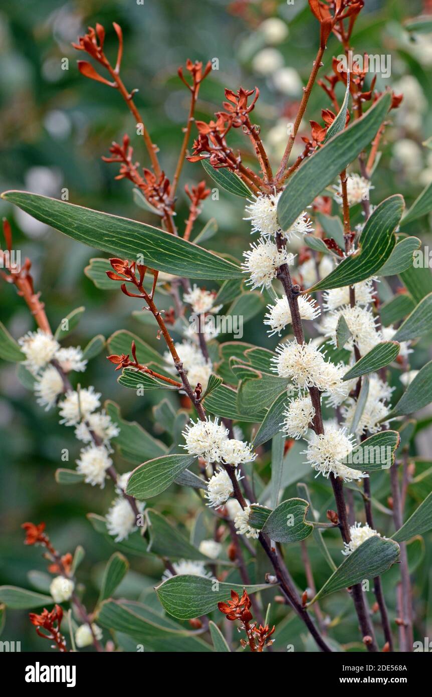 Flores blancas cremosas del dedo nativo australiano Hakea, Hakea dactyloides, familia Proteaceae. Endémica de Nueva Gales del Sur Foto de stock