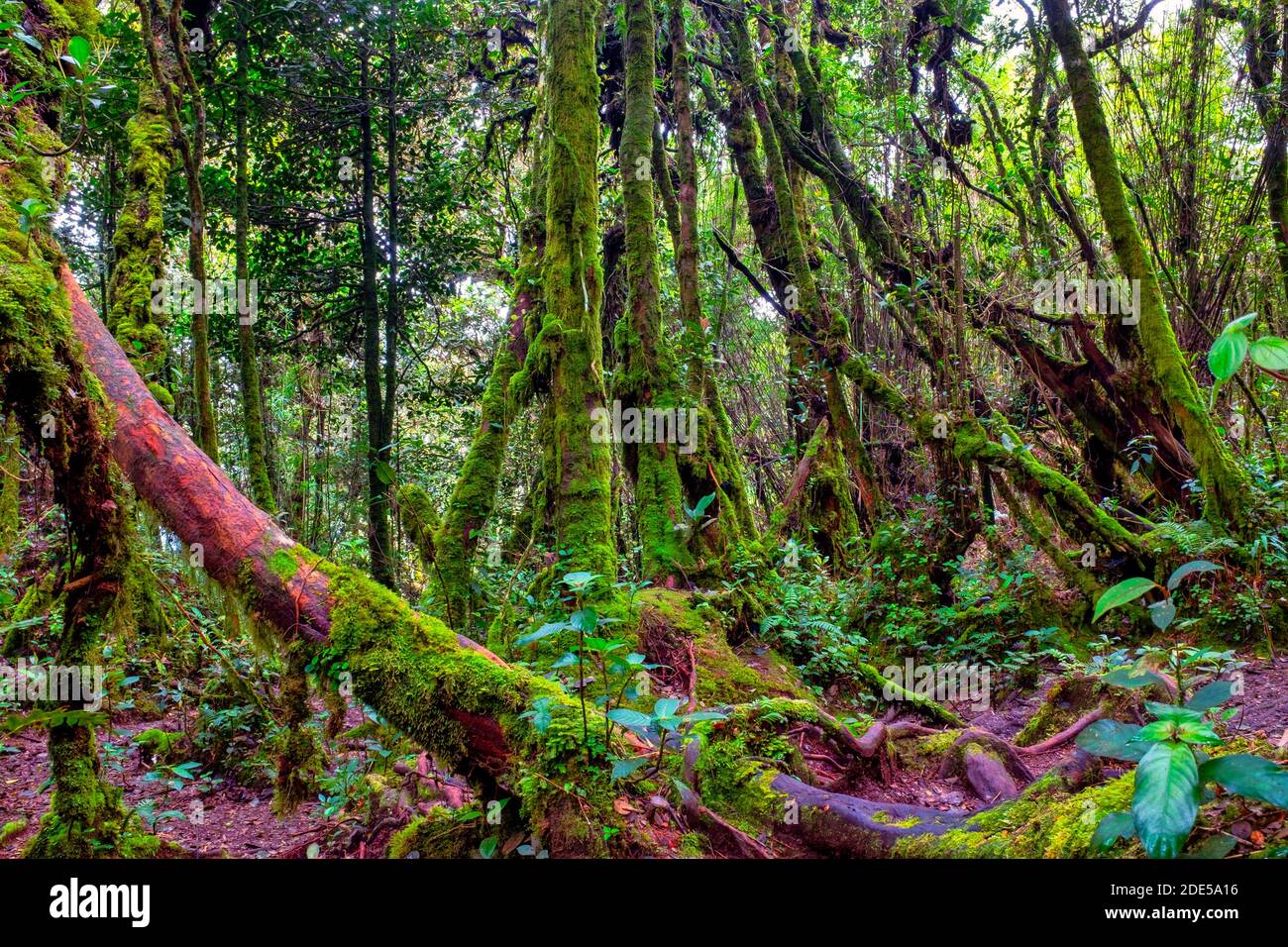El bosque de musgo de Gunung Brinchang, Brinchang, Malasia Foto de stock