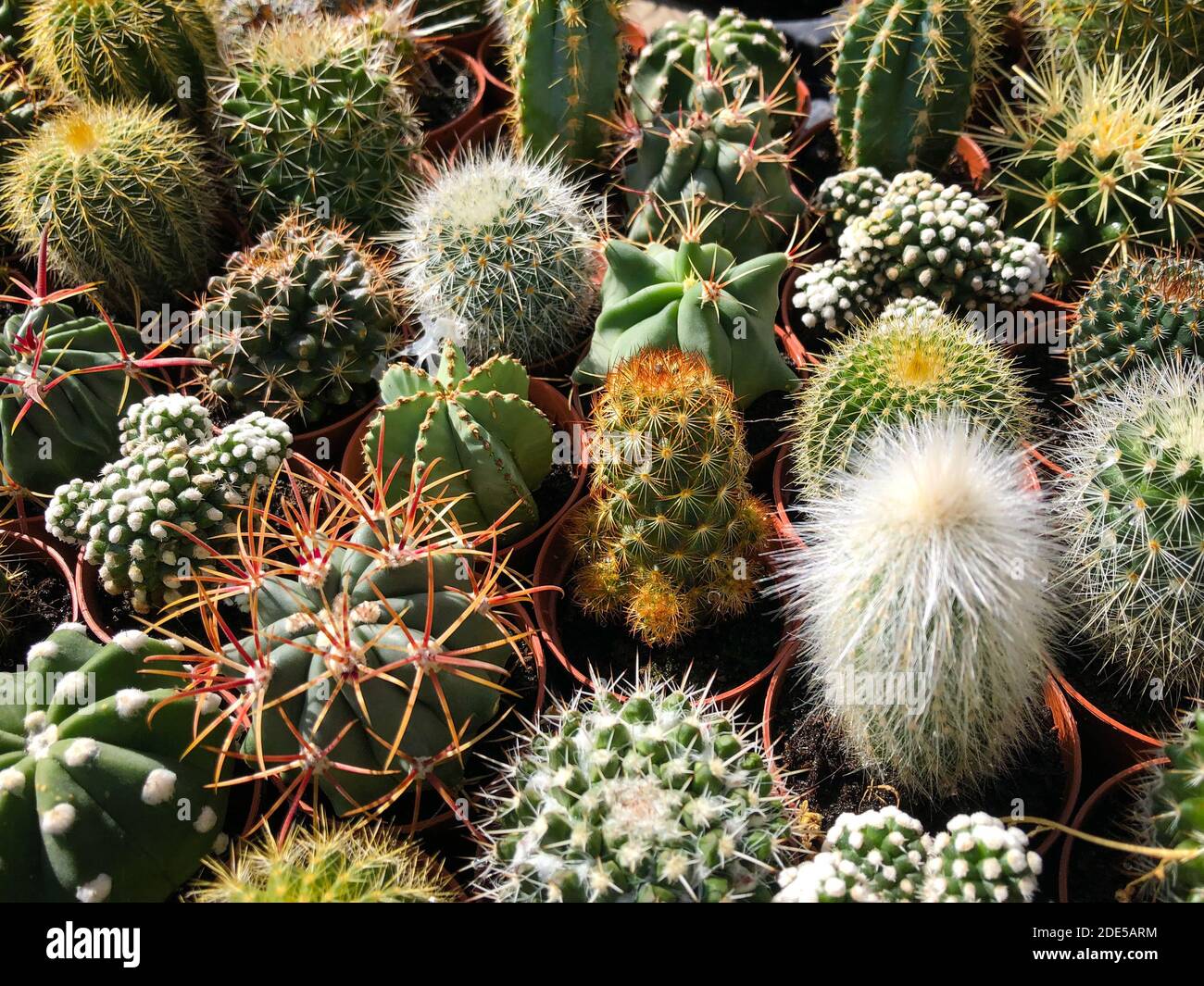 pequeñas plantas de cactus closeup - decoración en miniatura de plantas de casa - Foto de stock