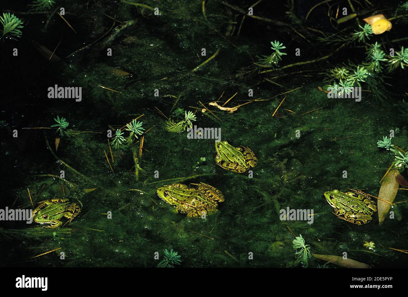 Rana comestible o rana verde, rana esculenta, adultos de pie en el estanque Foto de stock