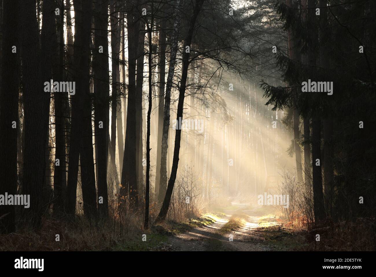 Camino de campo a través del bosque entre coníferas en una niebla mañana de otoño Foto de stock