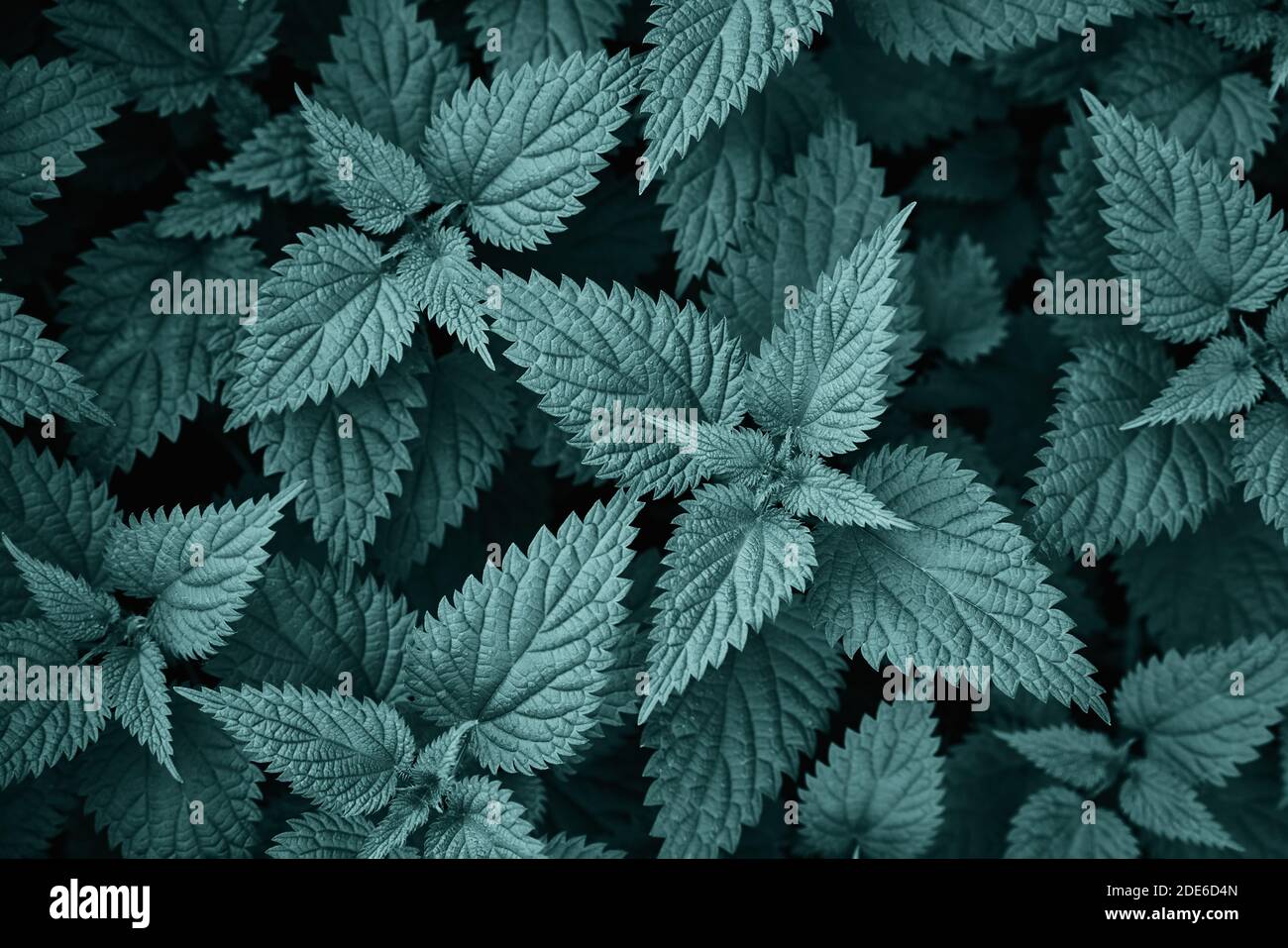 La ortiga fresca deja el fondo coloreado en el color verde del tidewater. Vista superior del teto de las ortigas. Planta medicinal. El verde deja el fondo. Foto de stock