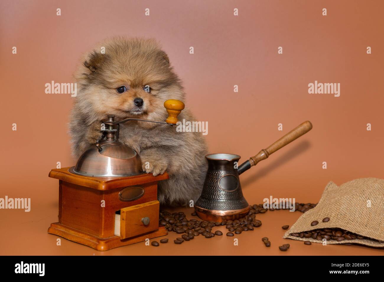 Cachorro de Pomerania sobre fondo marrón y accesorios de café Fotografía de  stock - Alamy