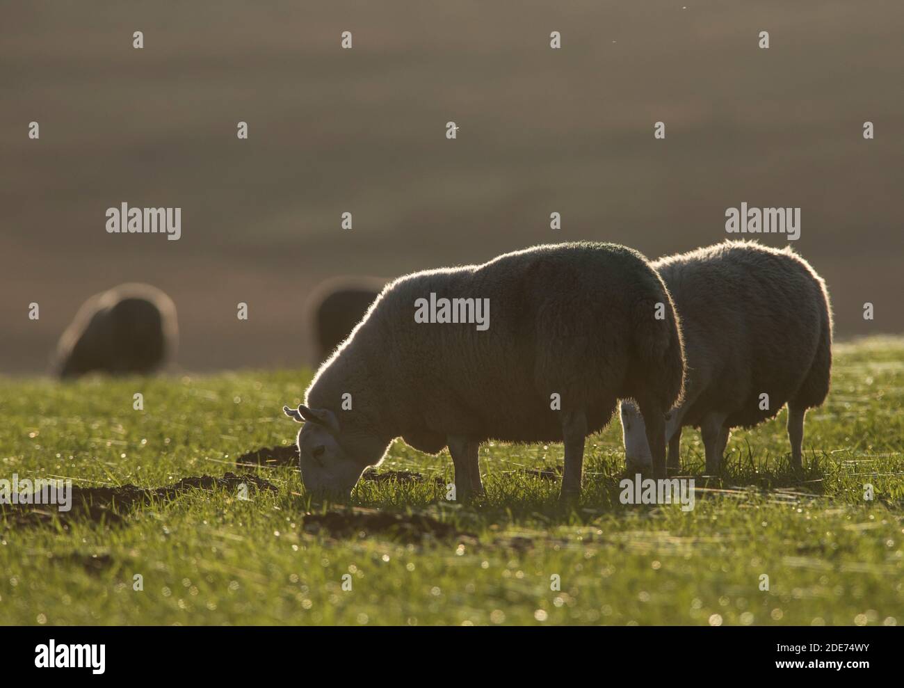 Ovejas de Yorkshire retroiluminadas destacando telarañas en un campo Foto de stock
