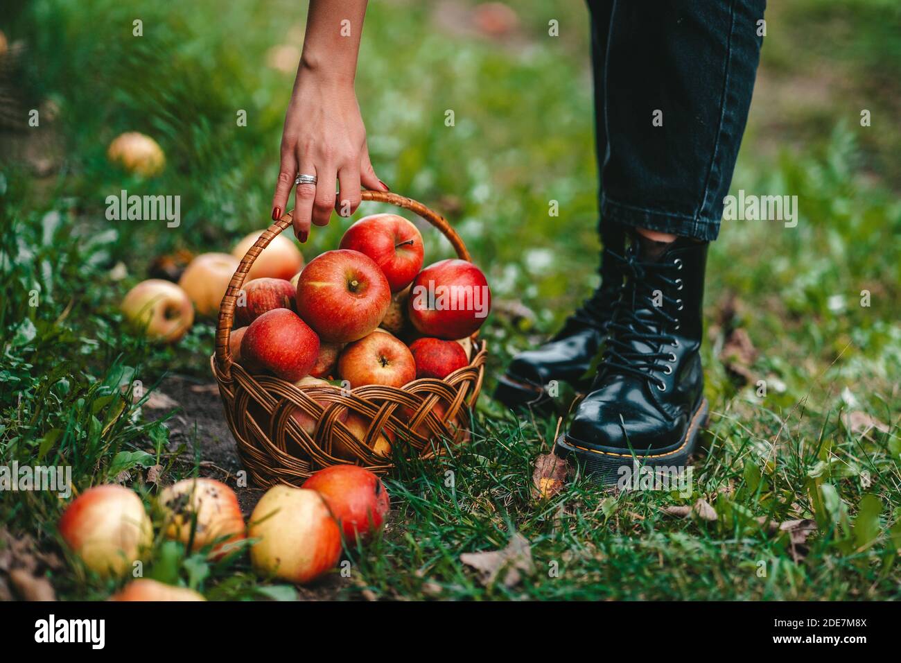 Mujer irreconocible recogiendo frutos rojos maduros de manzana en el jardín verde. Estilo de vida orgánico, agricultura, ocupación jardinera Foto de stock
