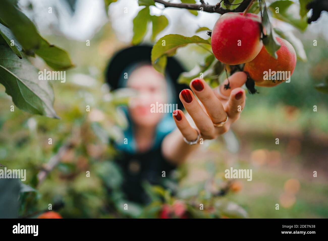 Mujer de cabello azul recogiendo frutas de manzana roja madura del árbol en el jardín verde. Estilo de vida orgánico, agricultura, ocupación jardinera Foto de stock