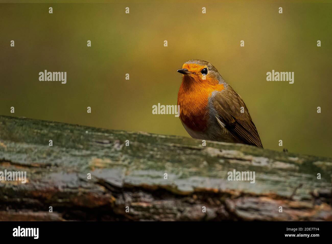Reino Unido, Yorkshire - 2 de noviembre de 020: European Robin peinando sobre un árbol caído Foto de stock