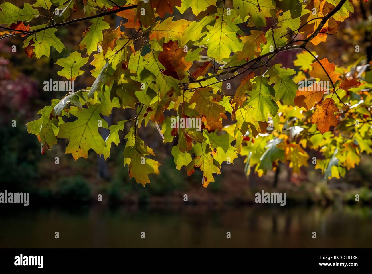 El otoño vibra a medida que la luz del sol se filtra a través del dosel de un roble rojo del norte (Quercus rubra). Raleigh, Carolina del Norte. Foto de stock