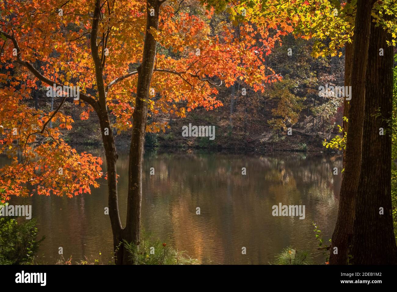 El otoño vibra con un arce rojo vivo (Acer rubrum) en Durant Nature Preserve en Raleigh, Carolina del Norte. Foto de stock