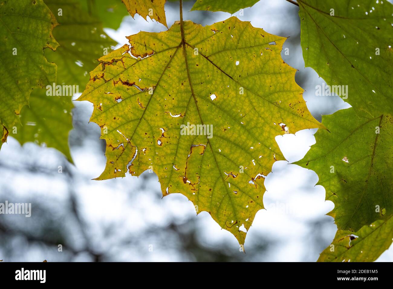 El otoño vibes como una hoja de Sycamore estadounidense (Platanus occidentalis) cambia de color un poco antes que sus neigbors. Raleigh, Carolina del Norte. Foto de stock