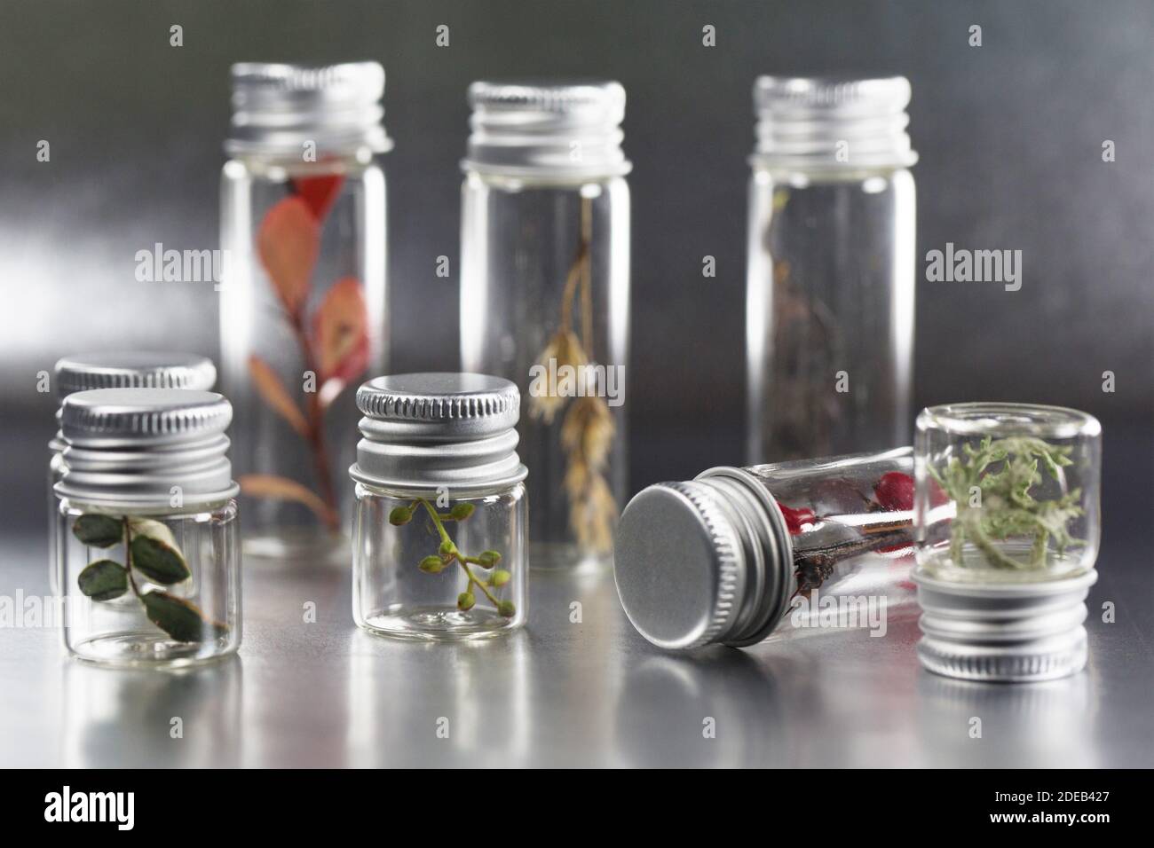 Una colección de plantas forradas de otoño y otros objetos naturales, en  botellas de vidrio con tapas de plata Fotografía de stock - Alamy