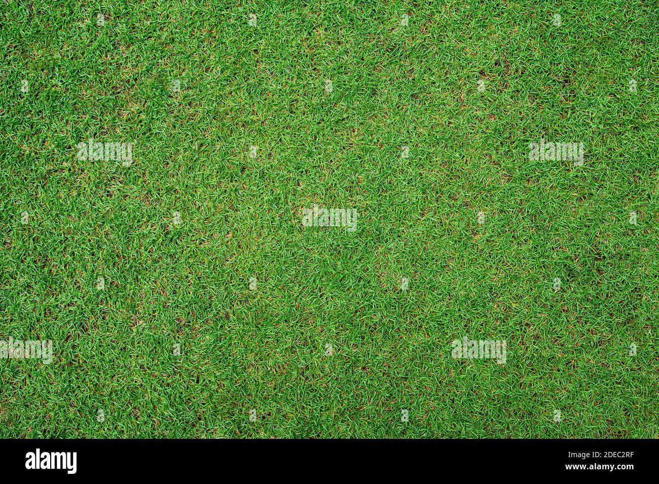Verde hierba textura fondo Vista superior de jardín de césped brillante, césped para el entrenamiento campo de fútbol, césped Campos de Golf césped verde patrón de césped textura bac Foto de stock