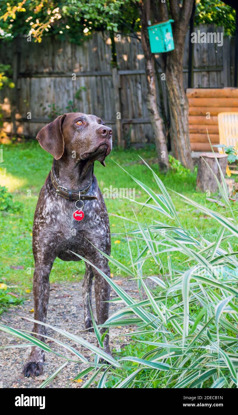 Puntero alemán acortado, Deutsch Kurzhaar - perro cazador Foto de stock