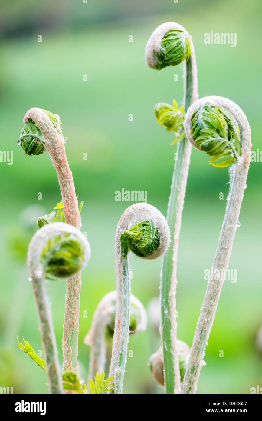 Osmunda Regalis, Royal Fern, las frondas se desfuran a principios de la primavera Foto de stock