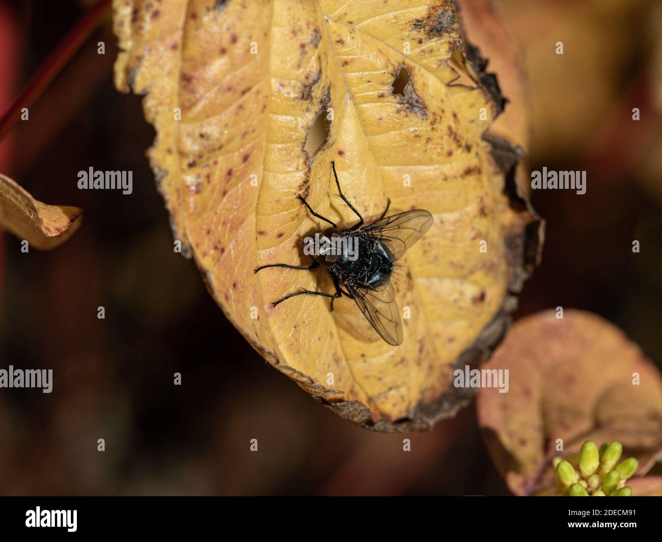 Un primer plano de una mosca que descansa en un otoño hoja que muestra el detalle de sus ojos compuestos Foto de stock