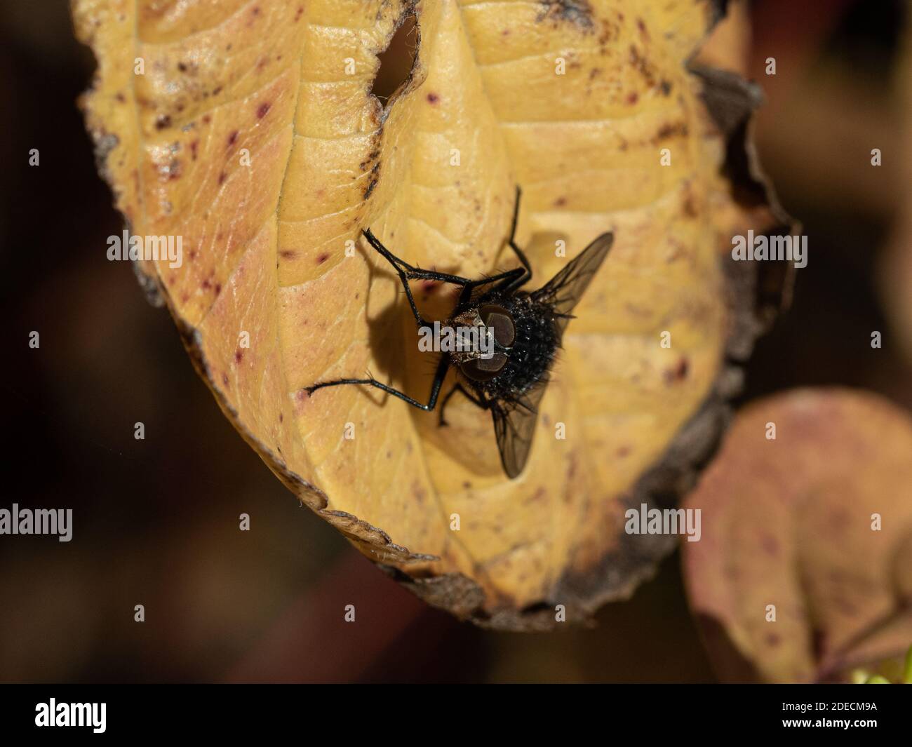 Un primer plano de una mosca que descansa en un otoño hoja que muestra el detalle de sus ojos compuestos Foto de stock