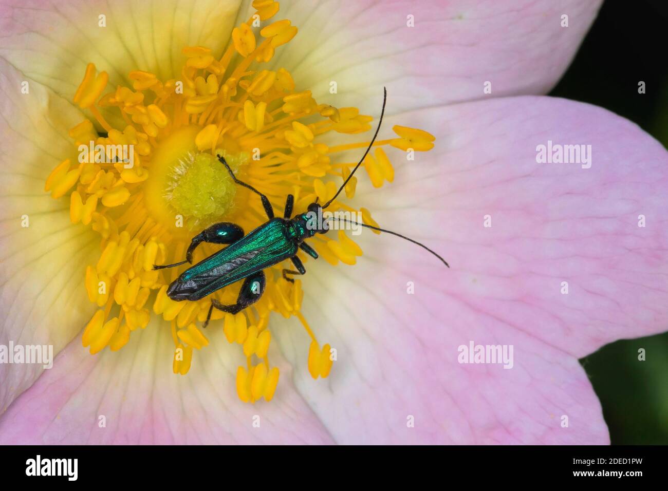 Escarabajo de aceite falso, escarabajo de flores de patas gruesas, escarabajo hinchados (Oedemera nobilis), macho, presencia de flor rosa, vista dorsal, Foto de stock