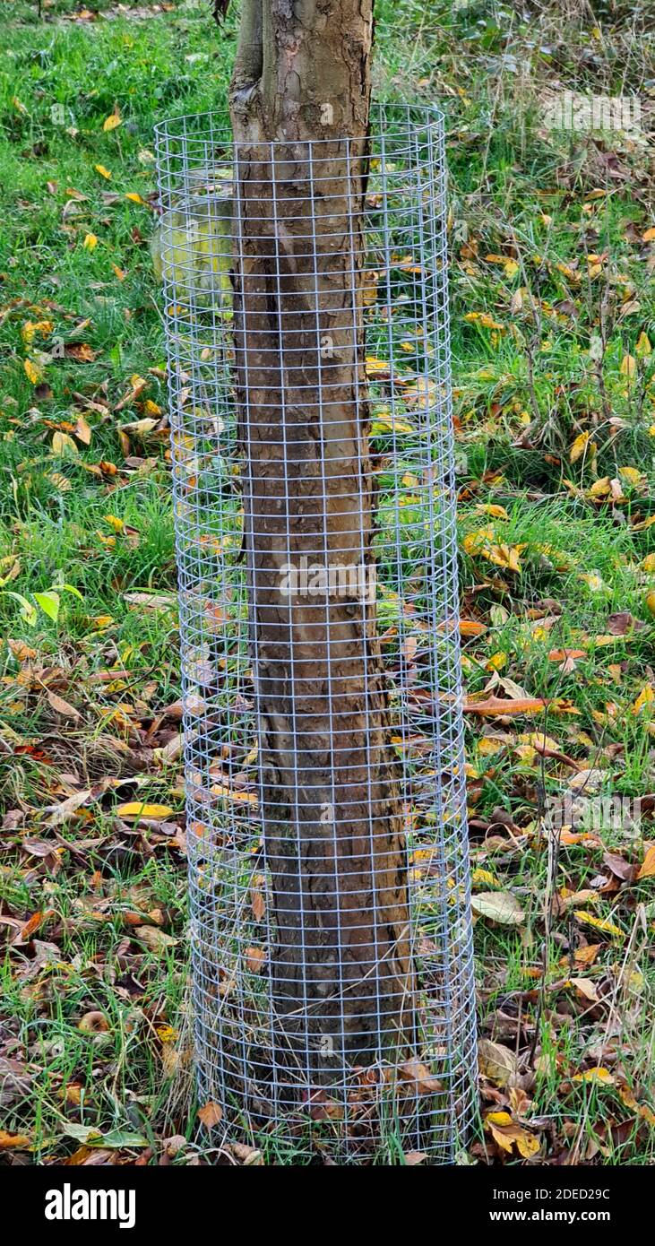 manzano (Malus domestica), árbol frutal con protección contra los daños causados por el caza y las ovejas, Alemania Foto de stock