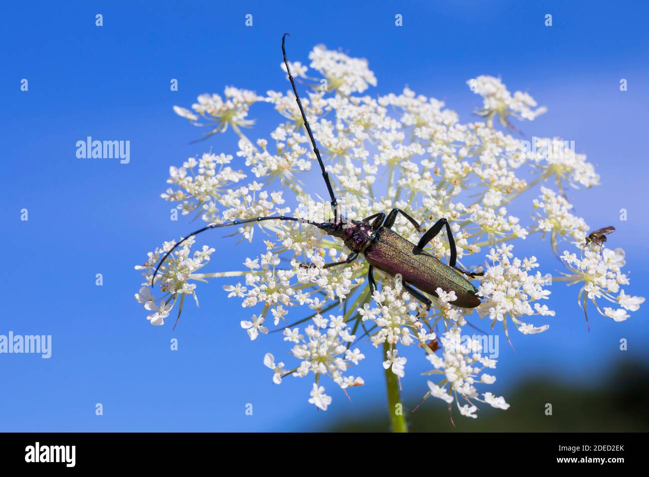 Escarabajo de almizcle (Aromia moschata), floración en zanahoria silvestre, Alemania Foto de stock