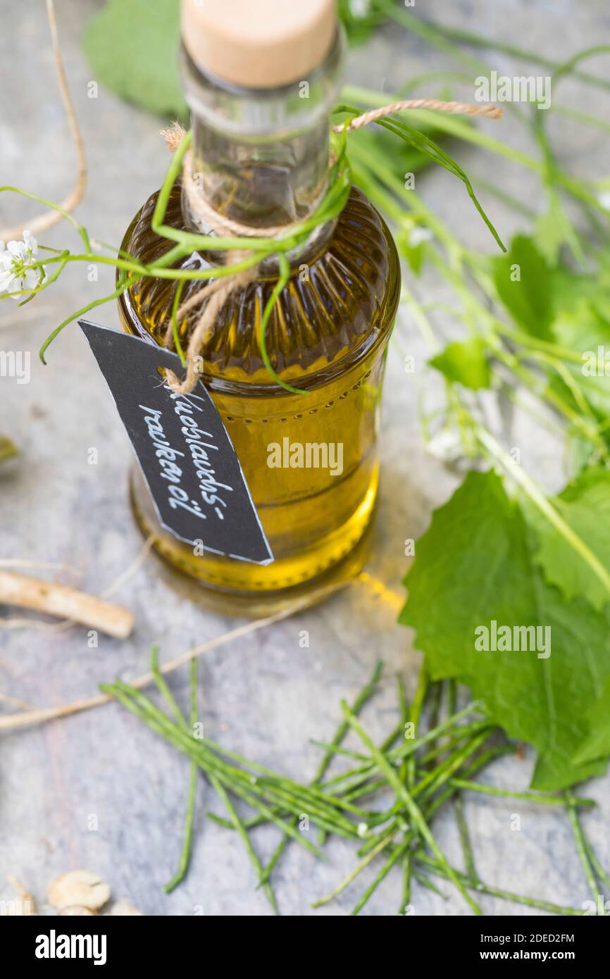 Mostaza de ajo, ajo Hedge, Jack-by-the-Hedge (Alliaria petiolata), aceite de ajo Hedge hecho por sí mismo, Alemania Foto de stock