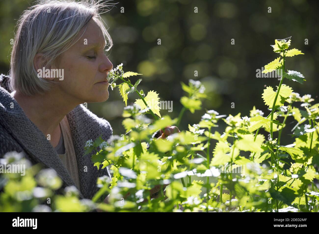 Mostaza de ajo, Ajo de Hedge, Jack-by-the-Hedge (Alliaria petiolata), mujer cosechando mostaza de ajo en un bosque, Alemania Foto de stock