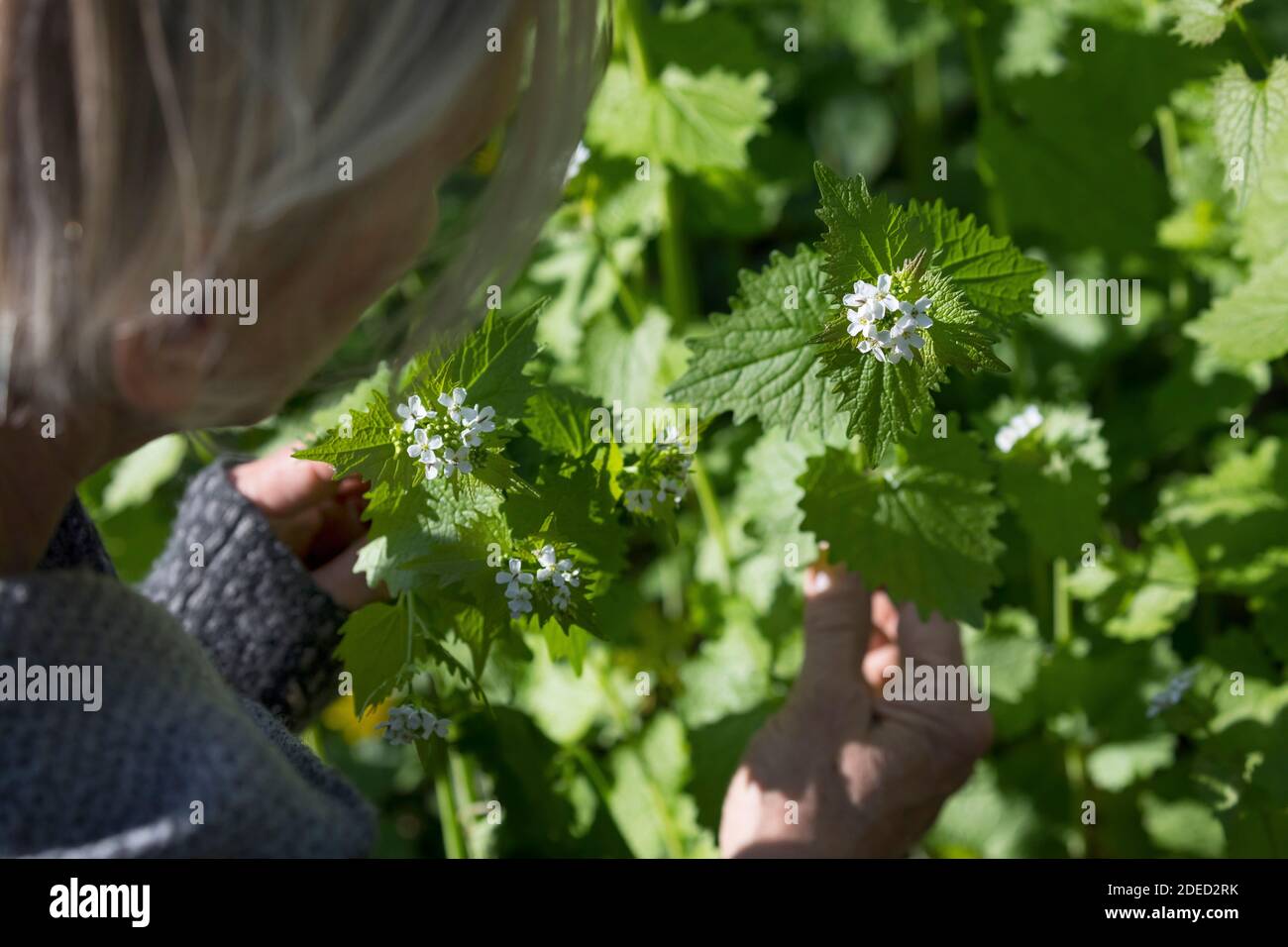 Mostaza de ajo, ajo de hedge, Jack-by-the-Hedge (Alliaria petiolata), mujer cosechando mostaza de ajo en un bosque, examinando la planta, Alemania Foto de stock