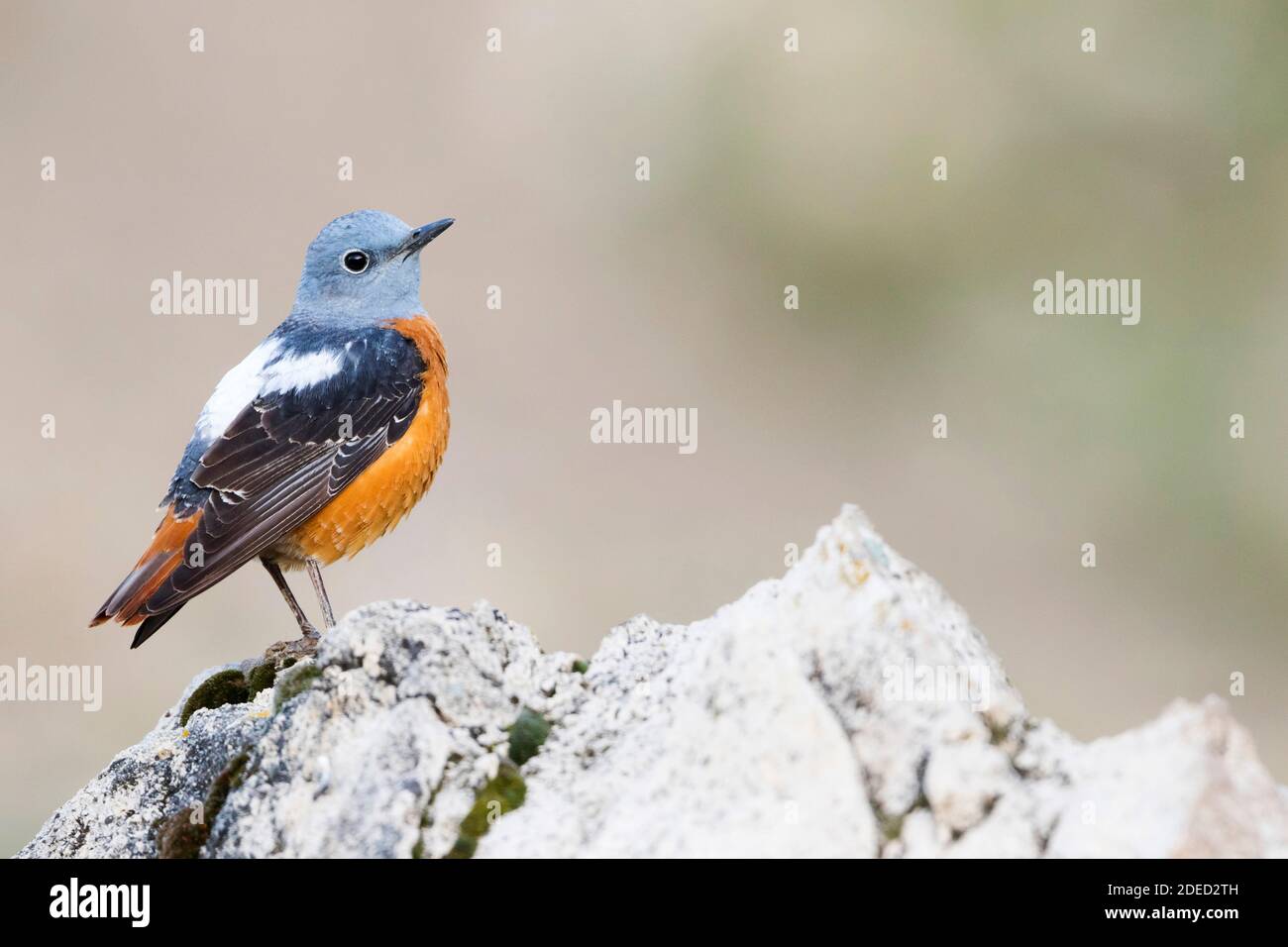 Mountain rock thruf, Rufous-tailed Rock Thrush, rock thruf, rock thruf  común (Monticola saxatilis), macho persiguiendo en una roca, vista lateral  Fotografía de stock - Alamy