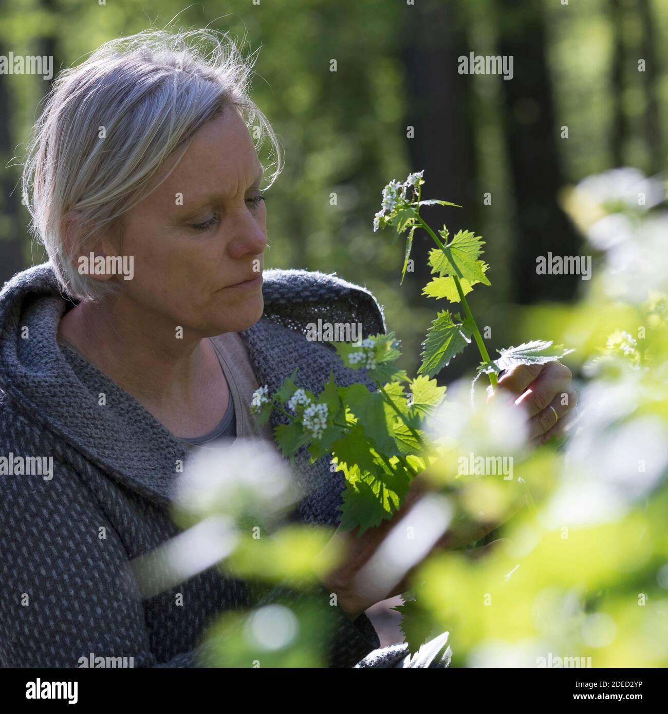 Mostaza de ajo, Ajo de Hedge, Jack-by-the-Hedge (Alliaria petiolata), mujer cosechando mostaza de ajo en un bosque, Alemania Foto de stock