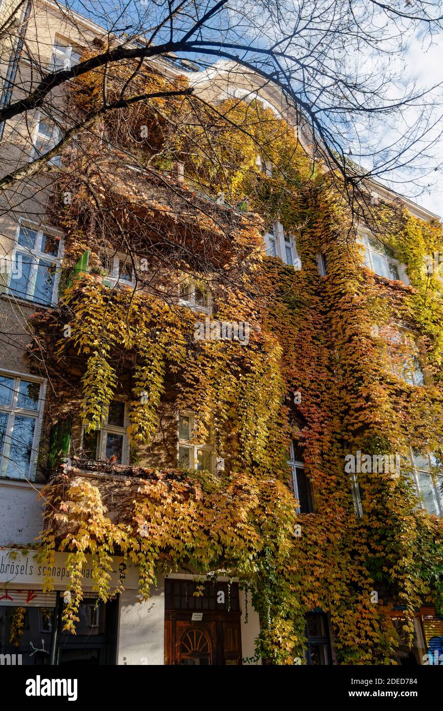 Wohnhaus mit wilden Wein im Herbst, Reuterstrasse, Kreuzberg, Berlín, Foto de stock