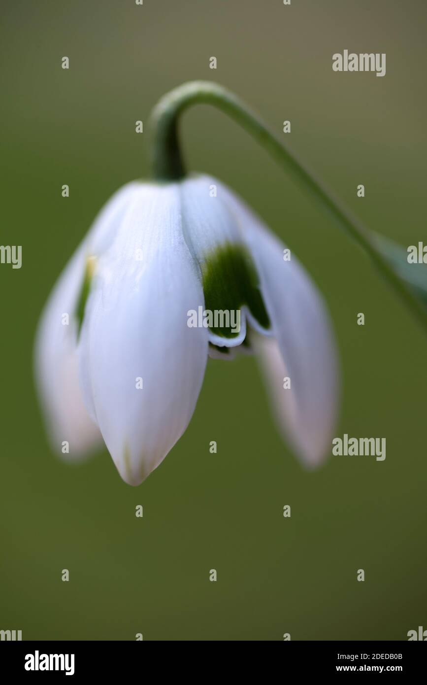 Galanthus 'Hippolyta' - Snowdrop Foto de stock