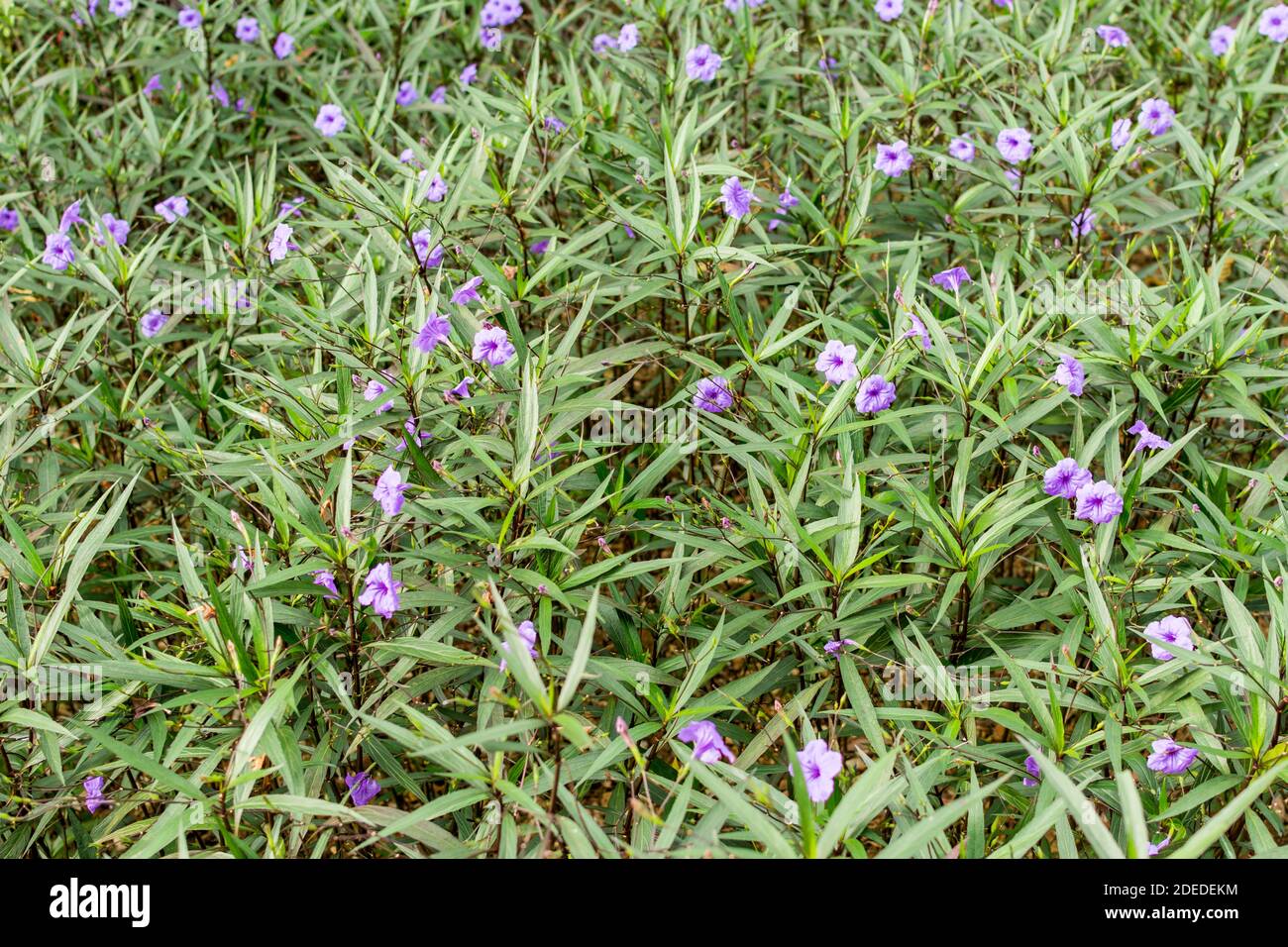 Flor púrpura de Ruellia brittoniana o Ruellia simplex, la petunia mexicana, el bluebell mexicano o la petunia salvaje de Britton, floreciendo en un parque en Shen Fotografía de stock - Alamy Flor púrpura de Ruellia brittoniana o Ruellia simplex, la petunia mexicana, el bluebell mexicano o la petunia salvaje de Britton, floreciendo en un parque en Shen Fotografía de stock - Alamy