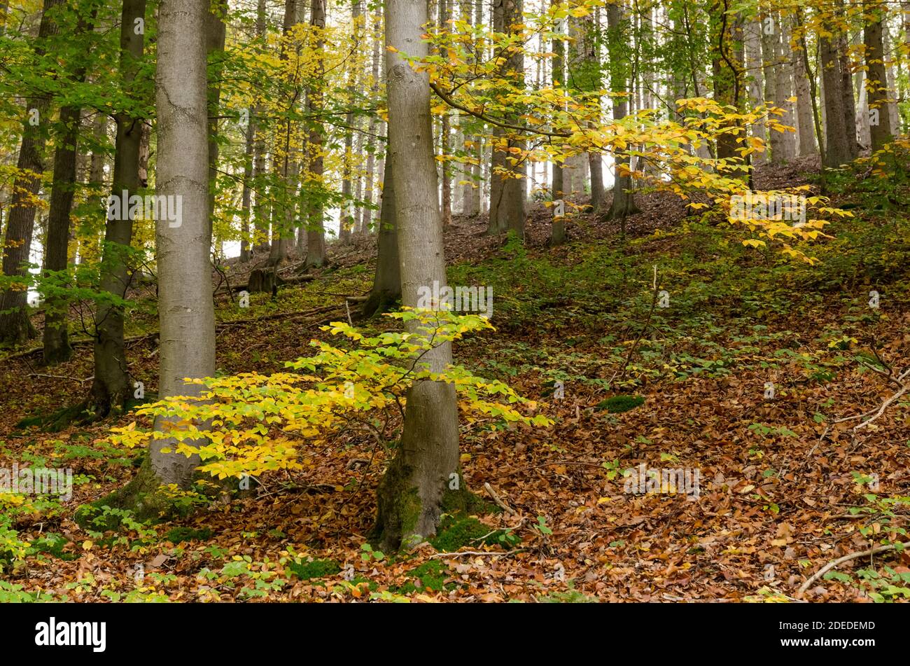 Colores otoñales en los bosques, follaje colorido, árboles en el bosque en Alemania, Europa Occidental Foto de stock