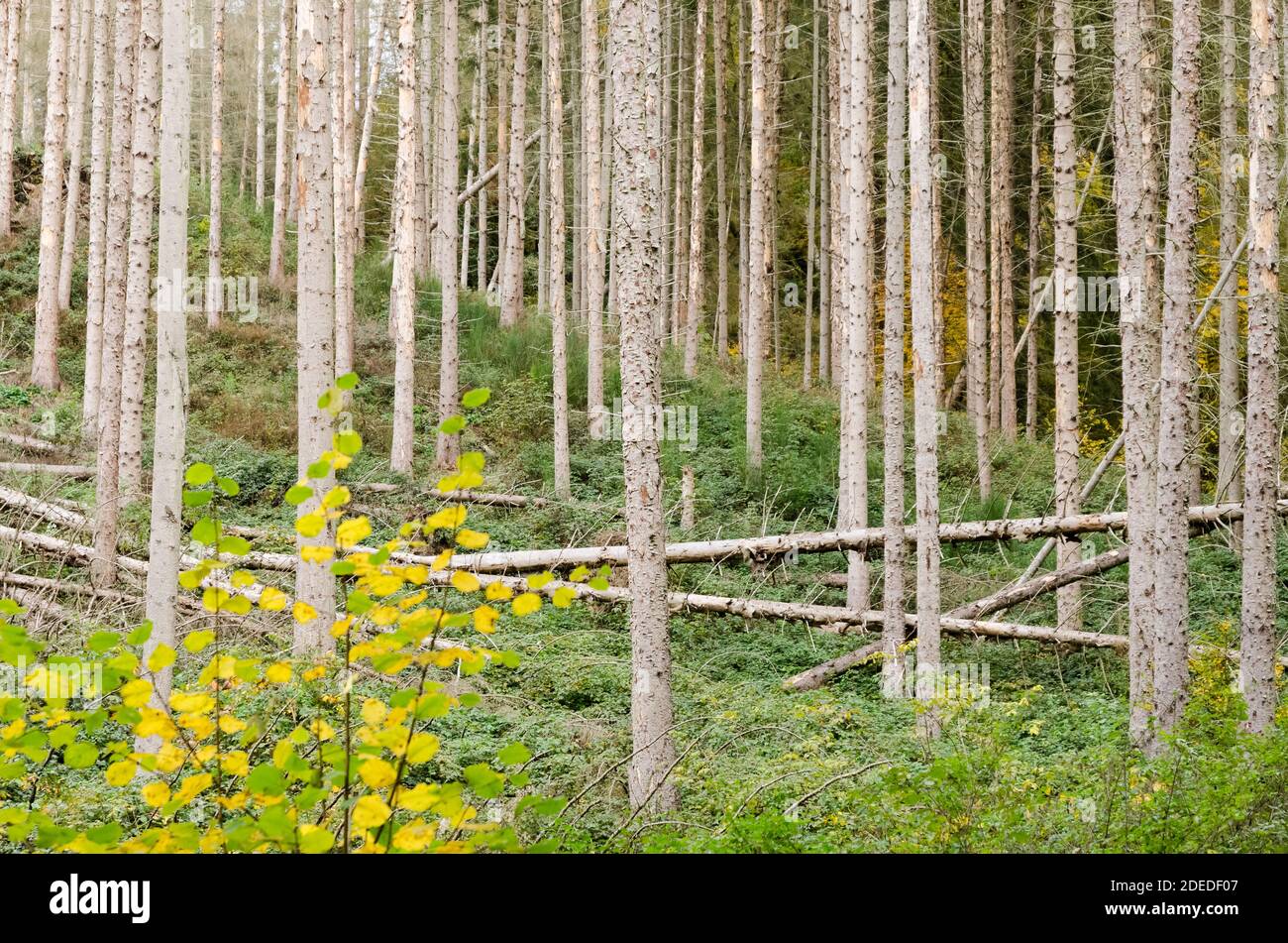 Colores otoñales en los bosques, follaje colorido, árboles en el bosque en Alemania, Europa Occidental Foto de stock