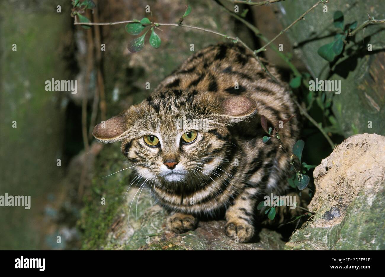Gato con patas negras, felis nigripes, adulto parado en rama Foto de stock