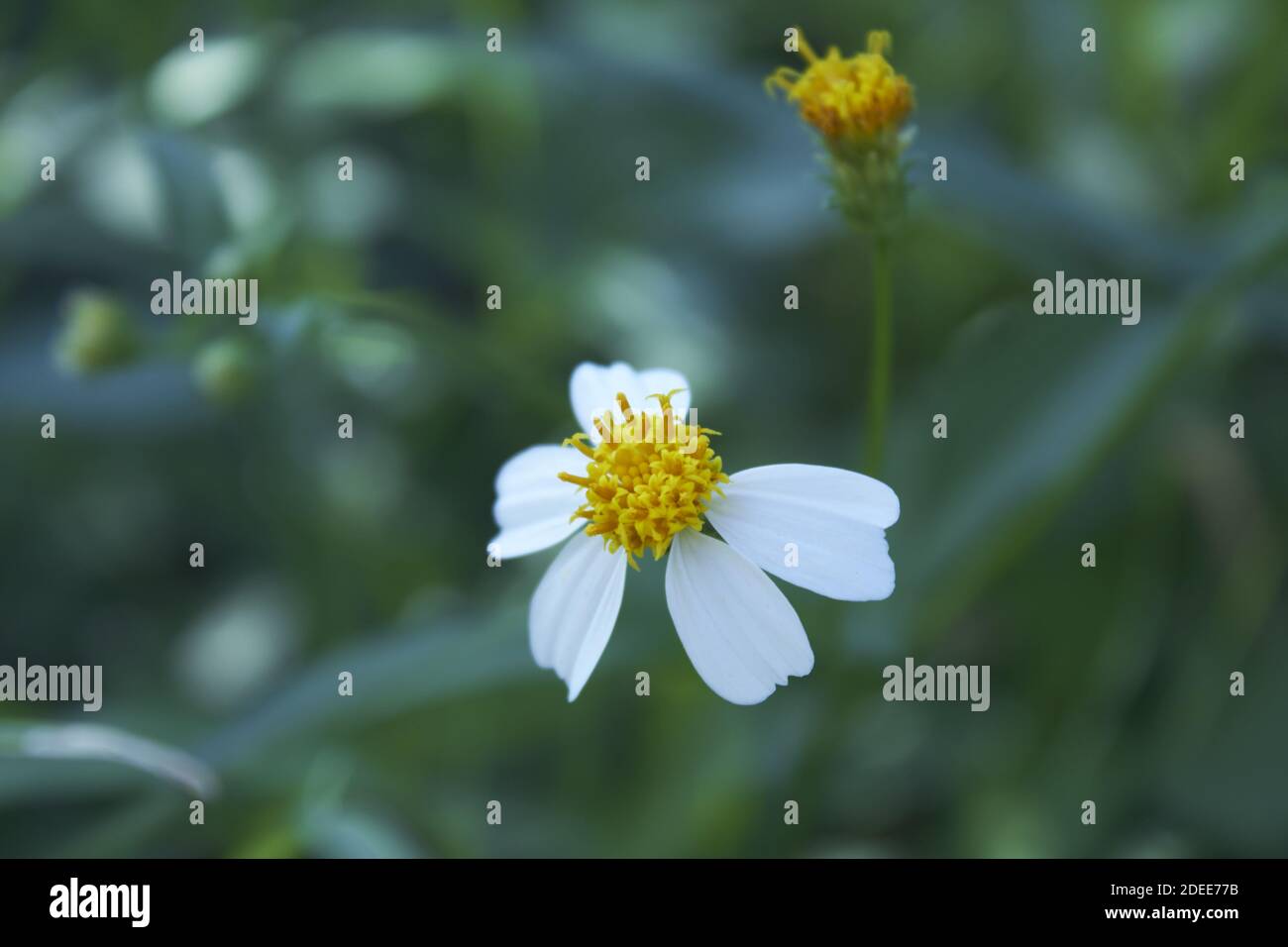 Una pequeña flor blanca en un ambiente natural en Cuba Fotografía de stock  - Alamy
