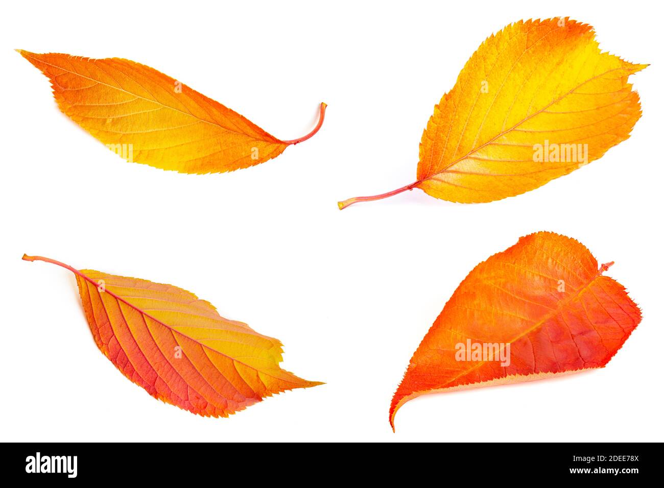 Coloridas hojas de otoño y otoño en amarillo dorado, naranja y rojo aisladas sobre blanco Foto de stock