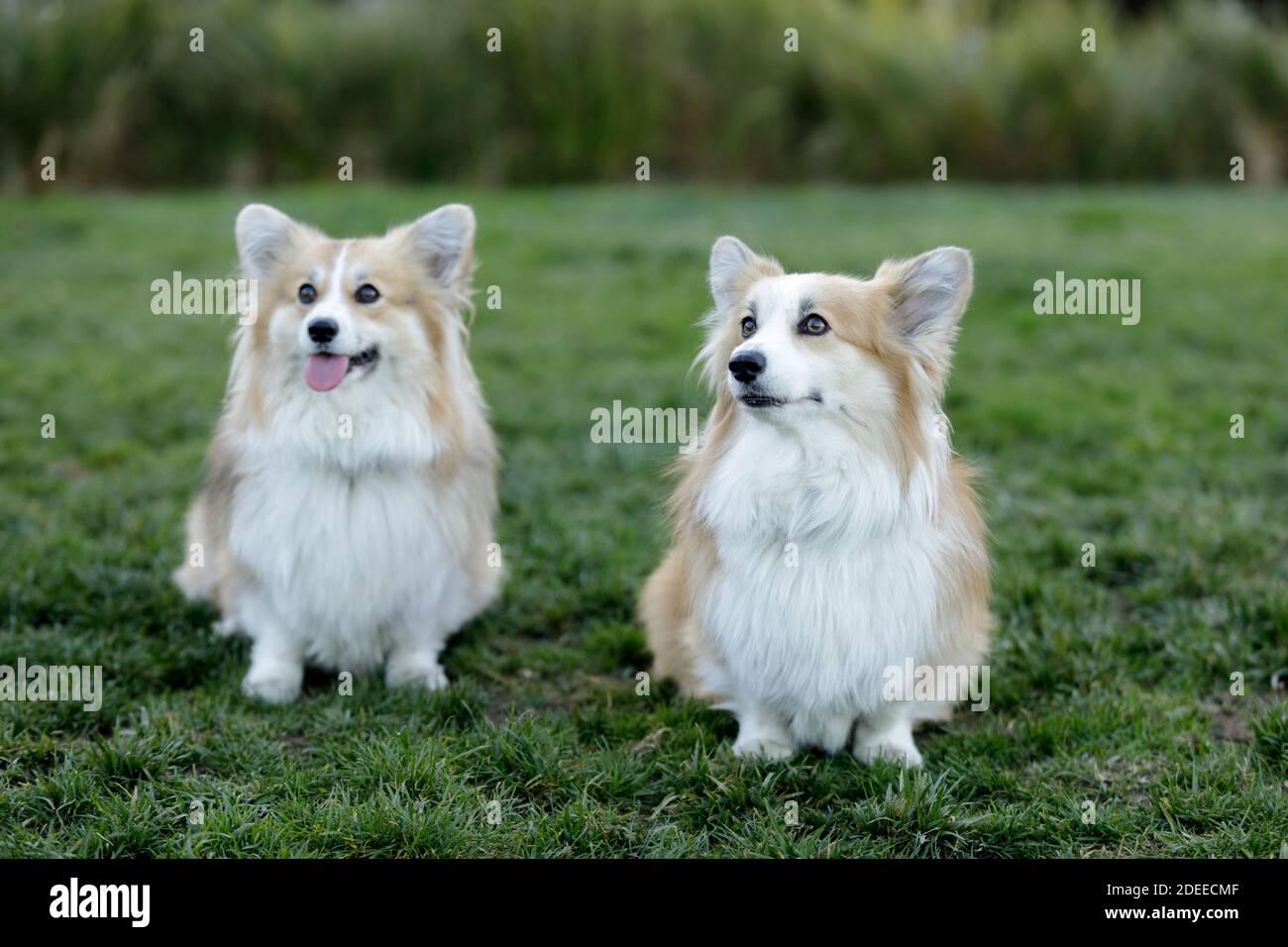 Dos cachorros hembra Corgi de Pembroke Welsh sentados y mirando hacia arriba Foto de stock