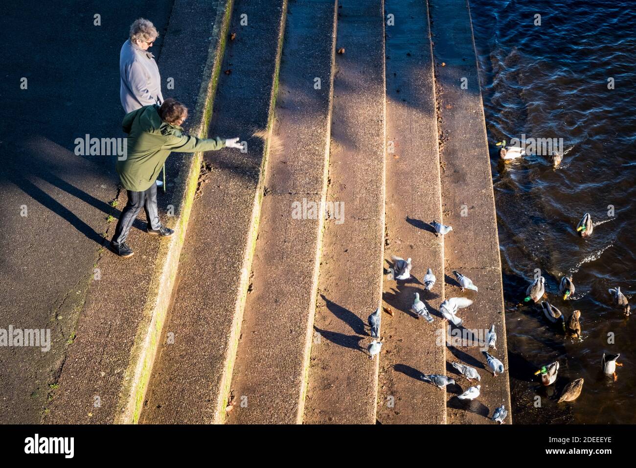 Persona que alimenta a los pájaros por el río Trent, Nottingham, Inglaterra, Reino Unido Foto de stock