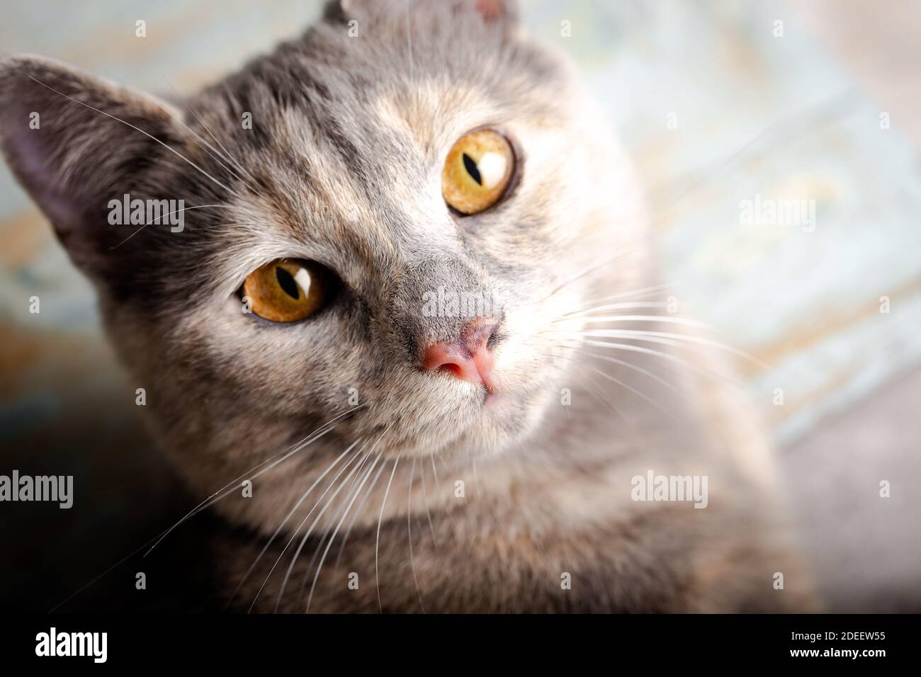 Gatito con ojos hermosos. Primer plano retrato de un gato de color melocotón con ojos de ámbar. Foto de stock